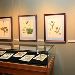 Выставка «Ботанический рисунок. Наука и искусство» в Академии акварели С.Андрияки.