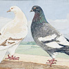 Выставка «Книжная иллюстрация. Аркадий Пластов (1893–1972)» в Москве